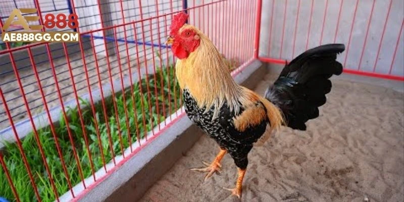 Giải thích đá gà miền Tây là gì dễ hiểu đến mọi người