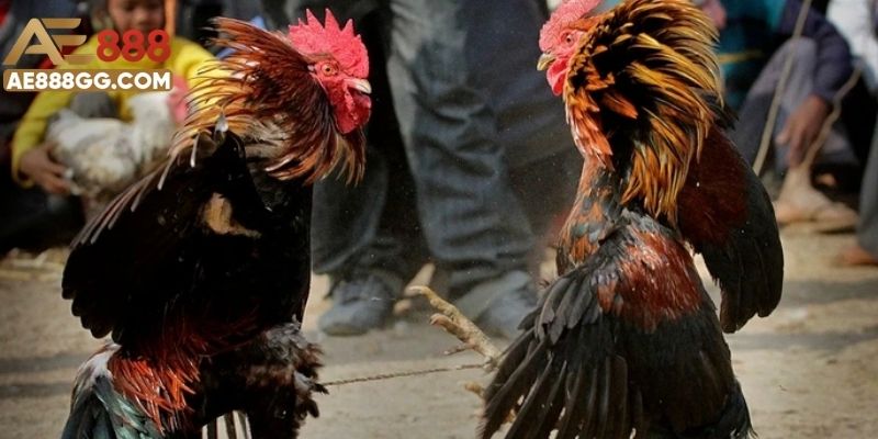 Giới thiệu đá gà thomo là gì dễ hiểu đến hội viên