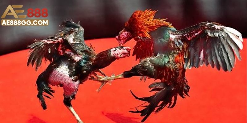 Lý do hội viên nên theo dõi và đặt cược đấu kê trực tuyến