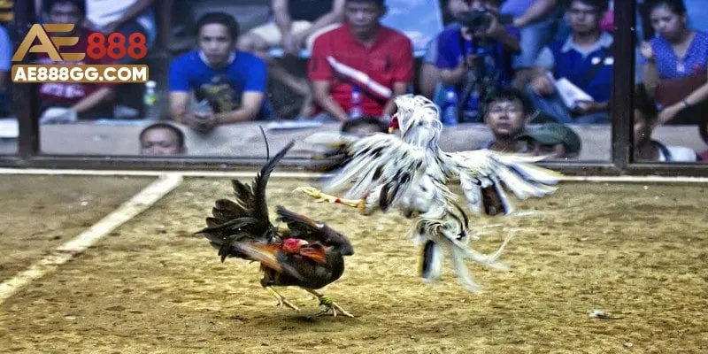 Đôi nét về sảnh chơi