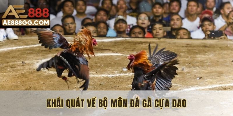 Khái quát về bộ môn đá gà cựa dao