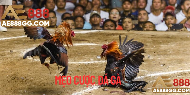 Một số lời khuyên cho người chơi mới biết đến bộ môn cá cược đá gà