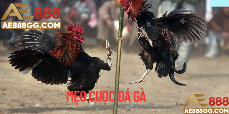 Chia sẻ mẹo cá cược đá gà từ người chơi lâu năm
