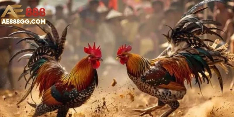 Giới thiệu về trực tiếp đá gà C1 đình đám