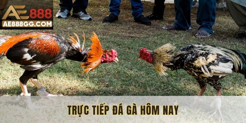 Trực Tiếp Đá Gà Hôm Nay Với Đồ Họa Cực Nét Chỉ Có Tại AE888
